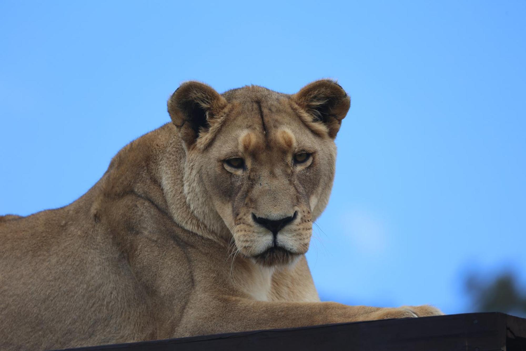 Lionsrock Big Cat Sanctuary Villa เบธเลเฮม ภายนอก รูปภาพ