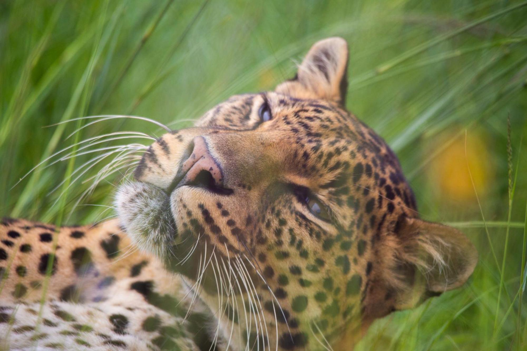 Lionsrock Big Cat Sanctuary Villa เบธเลเฮม ภายนอก รูปภาพ