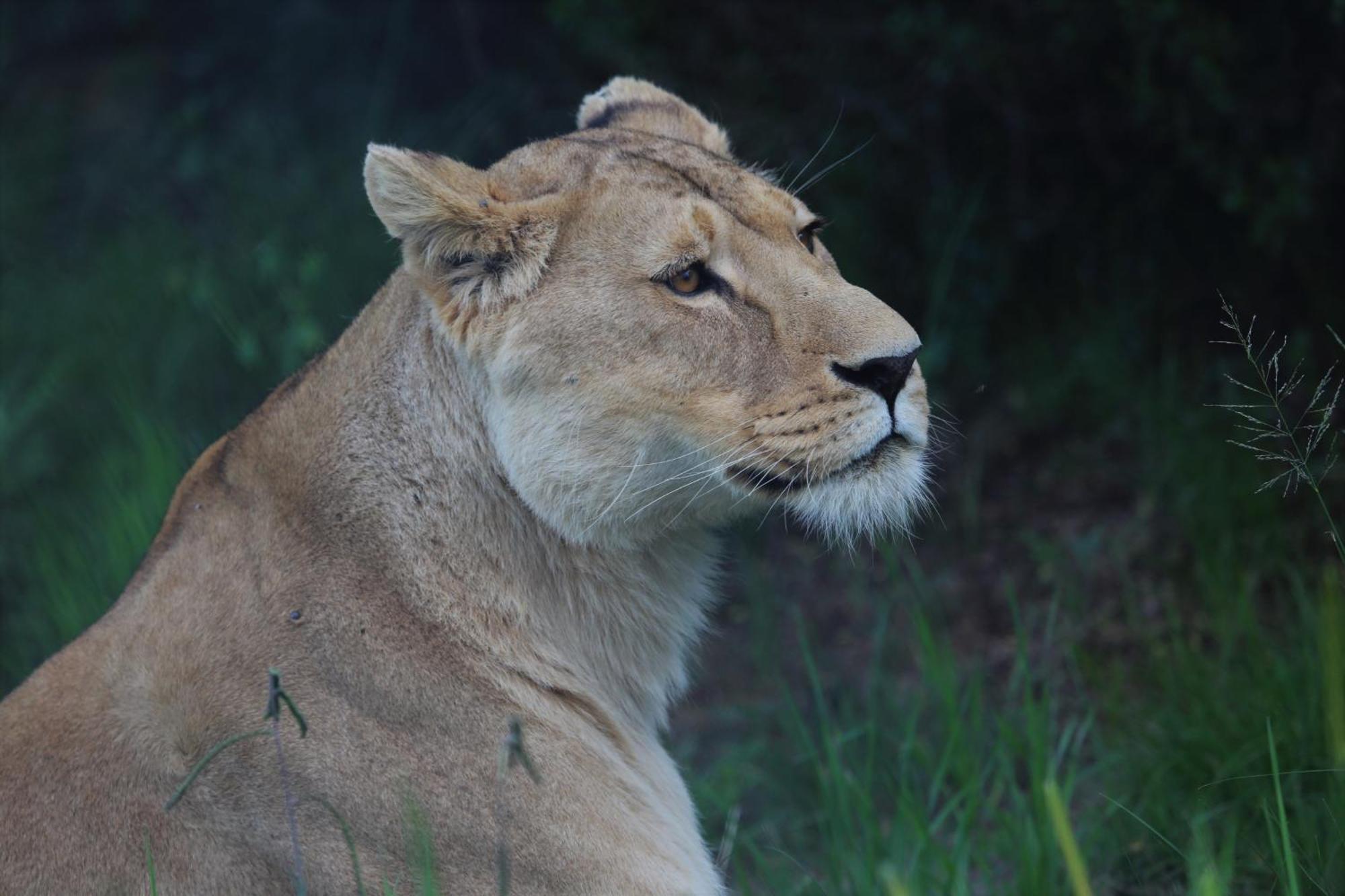 Lionsrock Big Cat Sanctuary Villa เบธเลเฮม ภายนอก รูปภาพ