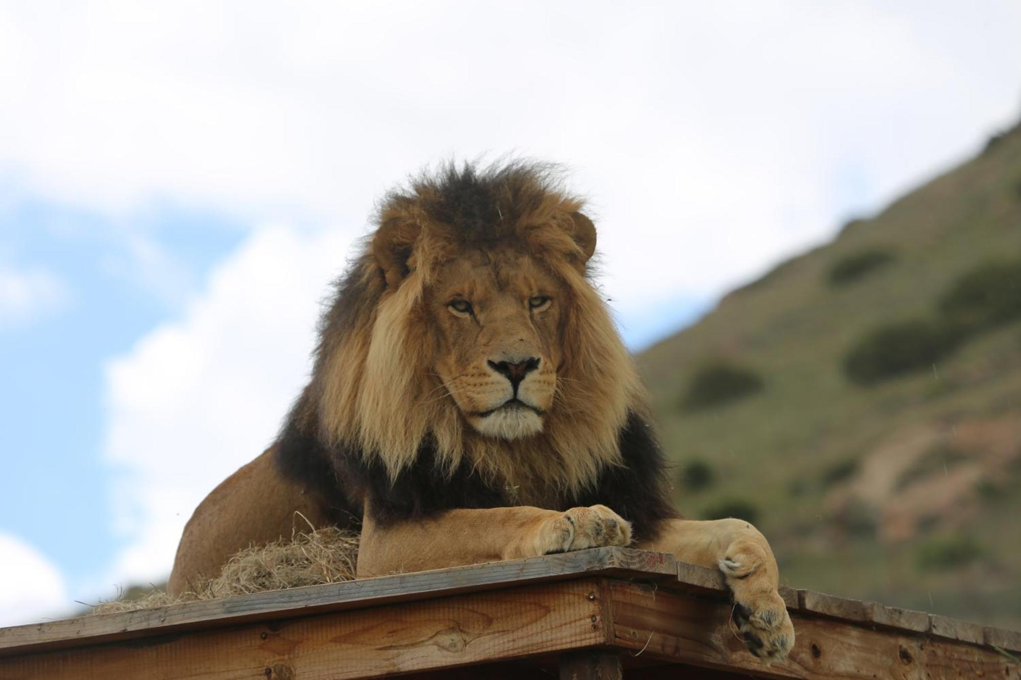 Lionsrock Big Cat Sanctuary Villa เบธเลเฮม ภายนอก รูปภาพ