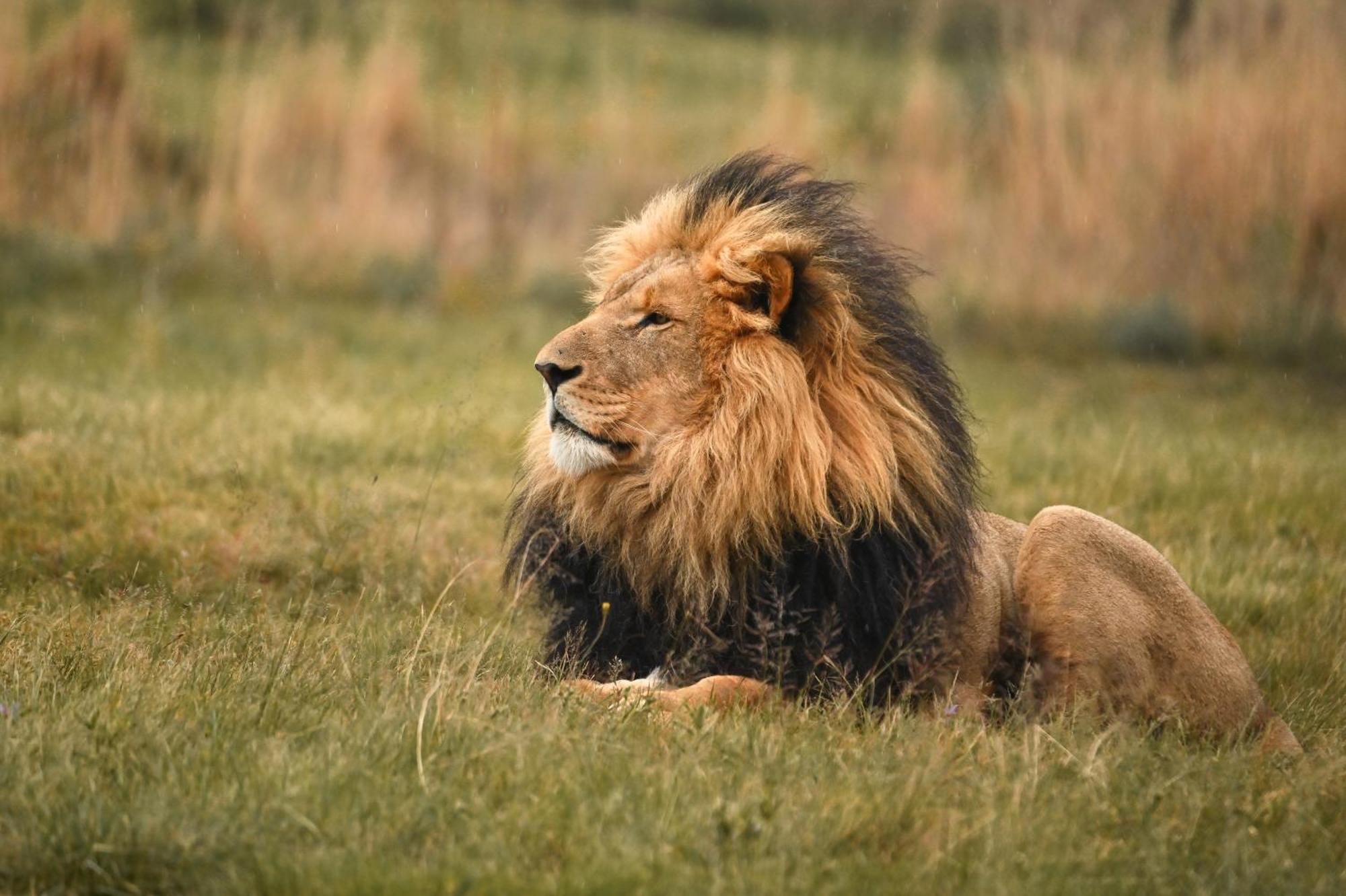Lionsrock Big Cat Sanctuary Villa เบธเลเฮม ภายนอก รูปภาพ