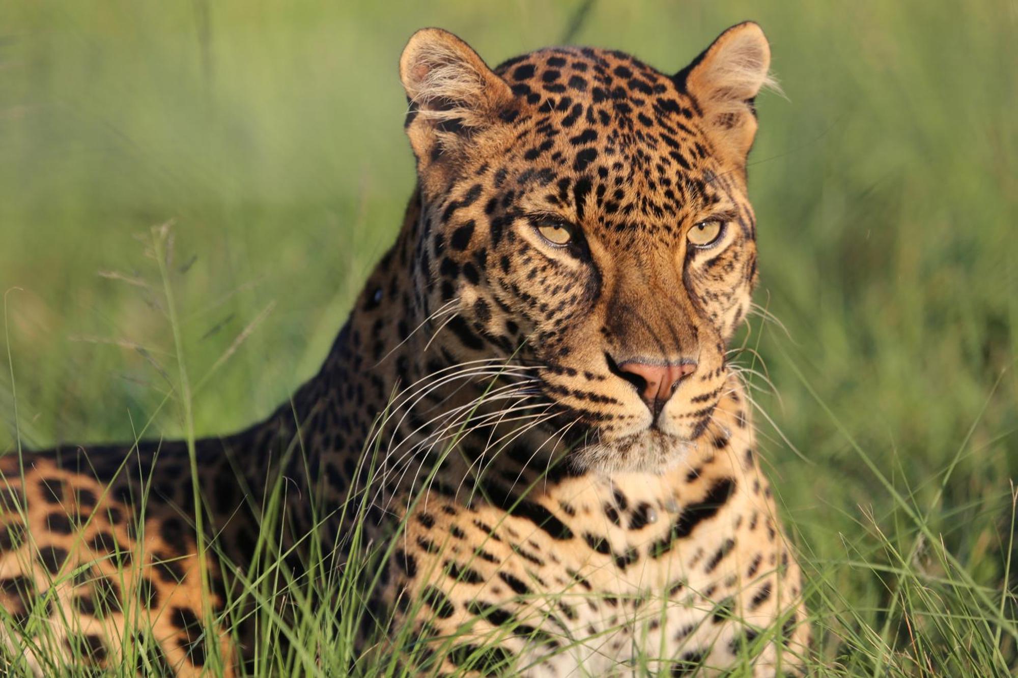 Lionsrock Big Cat Sanctuary Villa เบธเลเฮม ภายนอก รูปภาพ