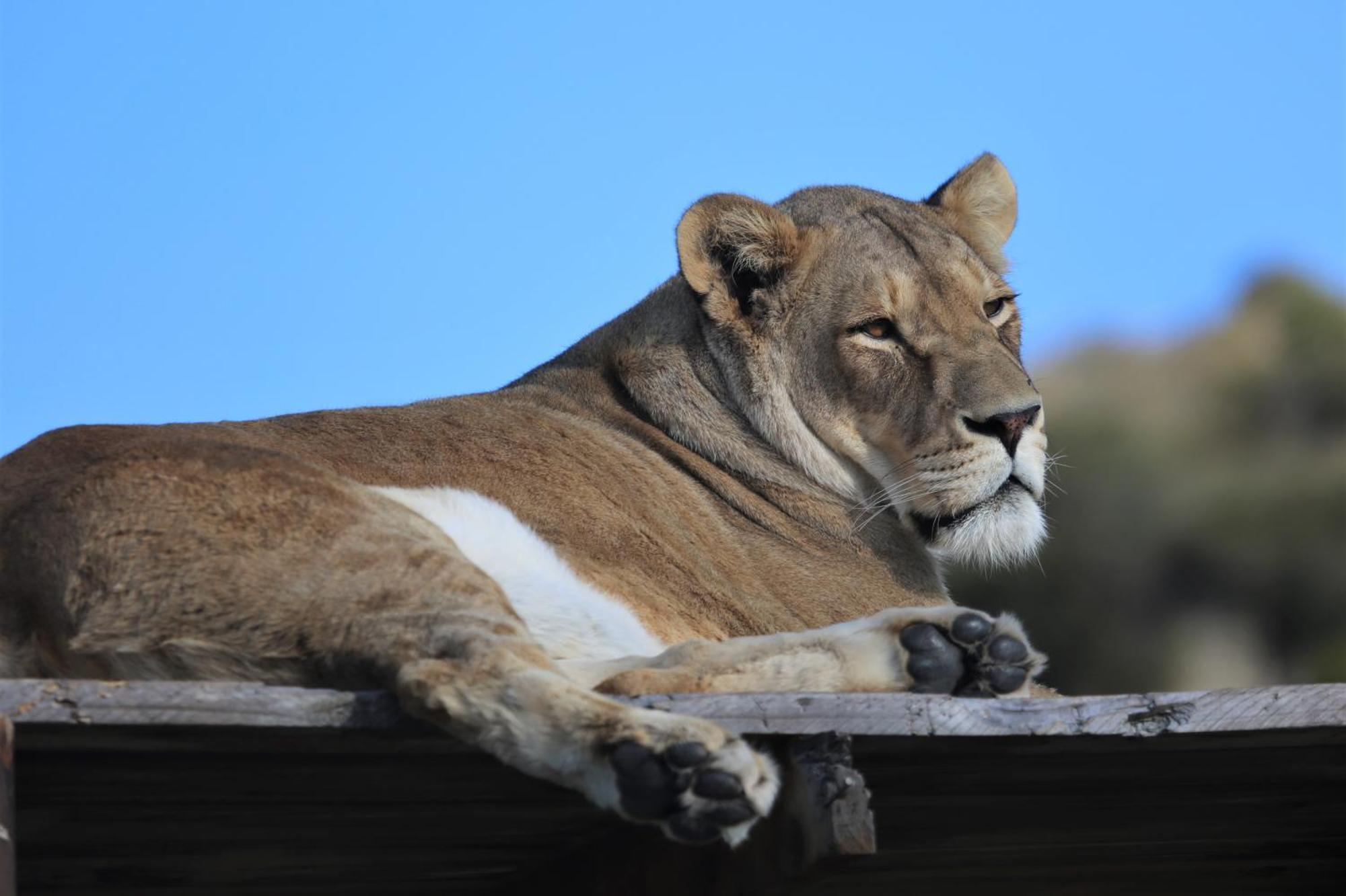 Lionsrock Big Cat Sanctuary Villa เบธเลเฮม ภายนอก รูปภาพ
