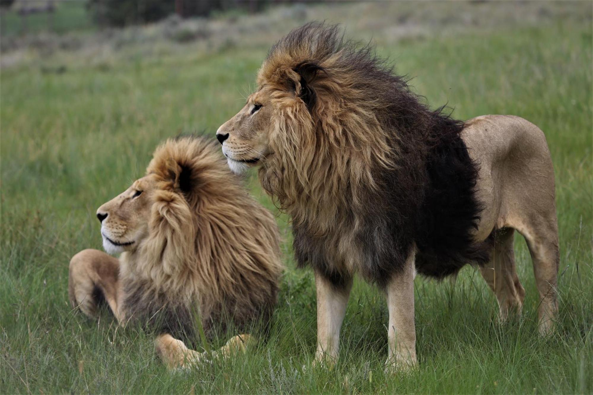 Lionsrock Big Cat Sanctuary Villa เบธเลเฮม ภายนอก รูปภาพ
