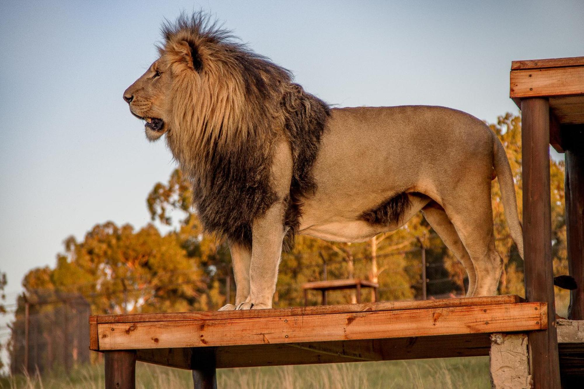Lionsrock Big Cat Sanctuary Villa เบธเลเฮม ภายนอก รูปภาพ