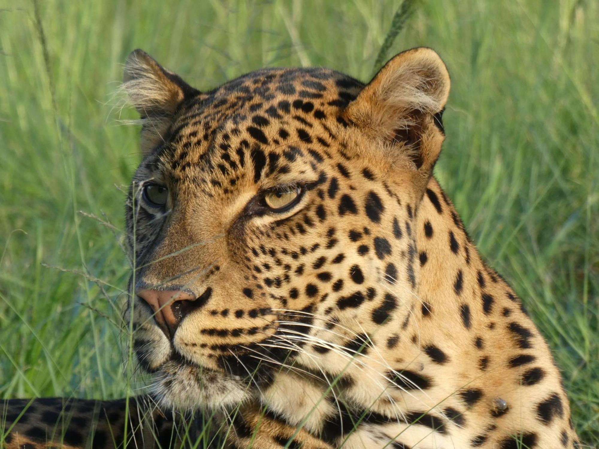 Lionsrock Big Cat Sanctuary Villa เบธเลเฮม ภายนอก รูปภาพ