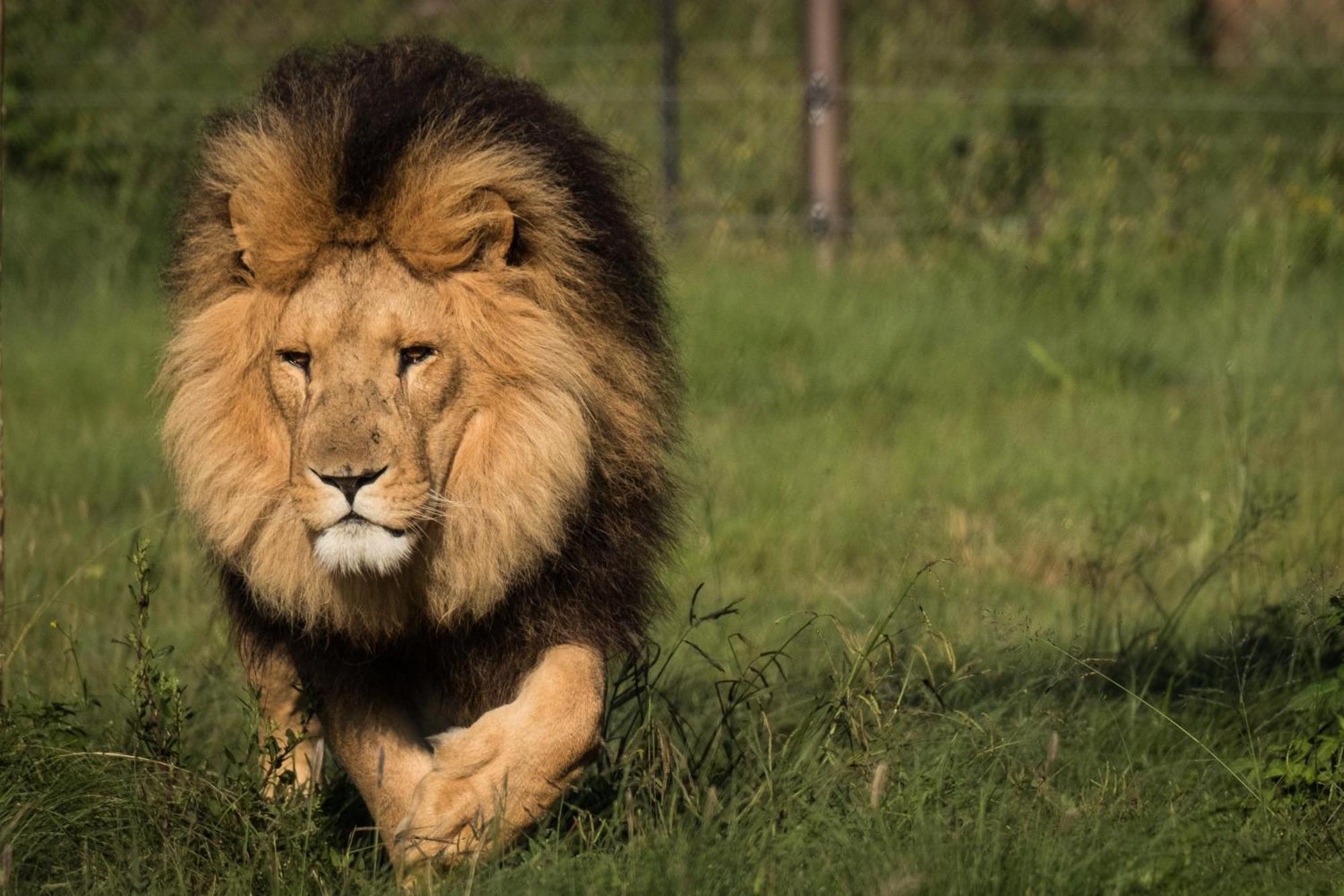 Lionsrock Big Cat Sanctuary Villa เบธเลเฮม ภายนอก รูปภาพ