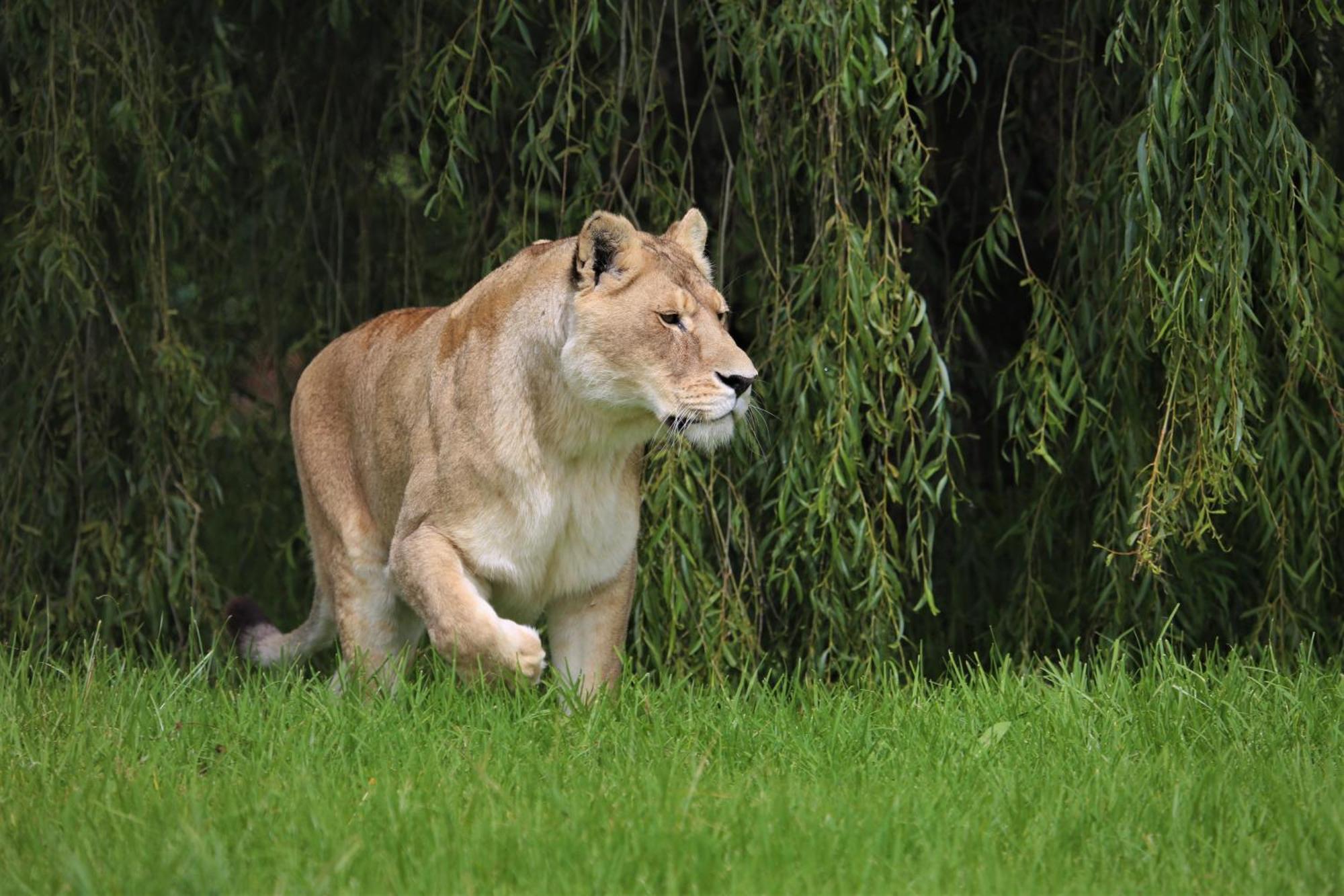 Lionsrock Big Cat Sanctuary Villa เบธเลเฮม ภายนอก รูปภาพ