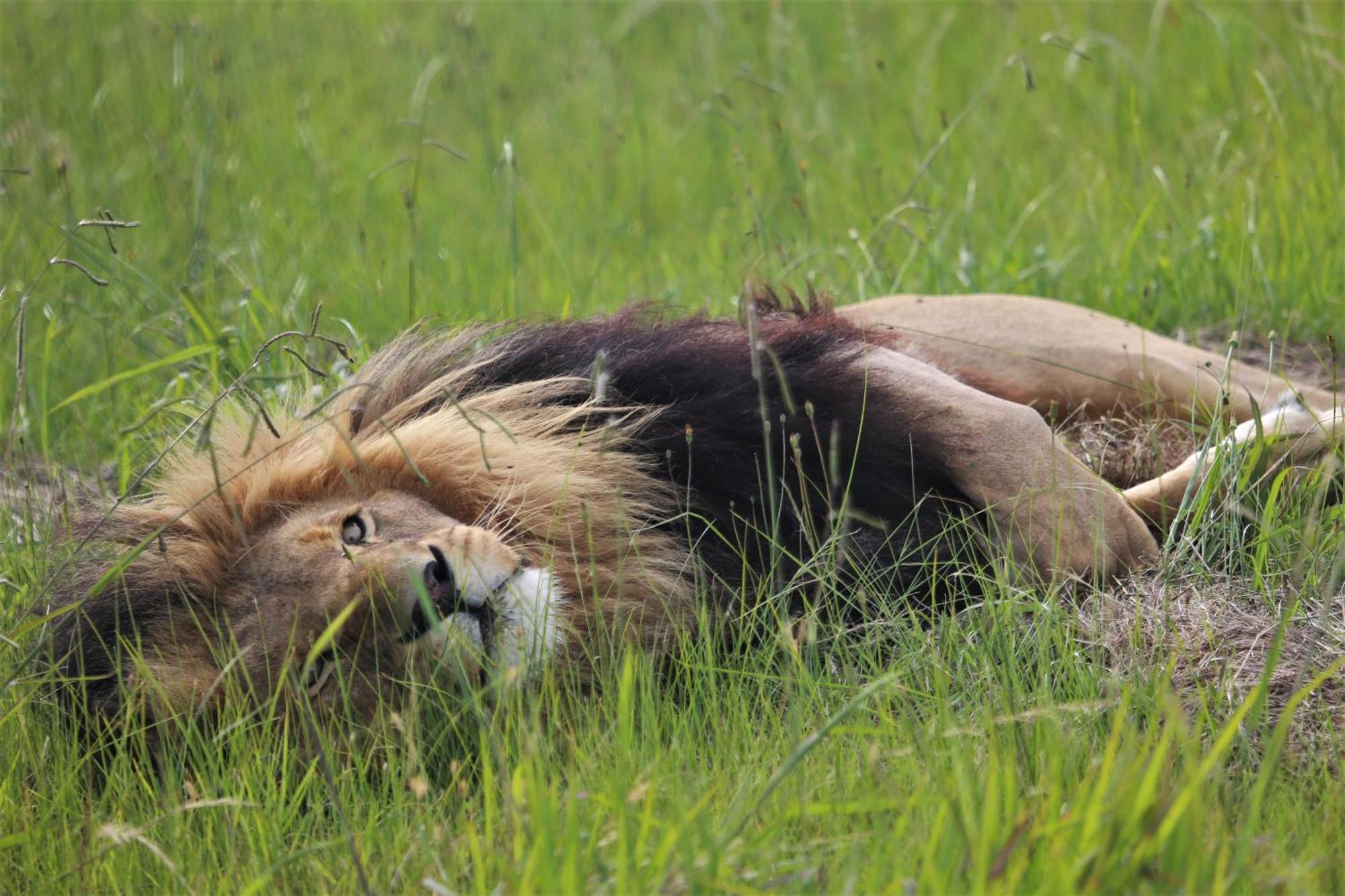 Lionsrock Big Cat Sanctuary Villa เบธเลเฮม ภายนอก รูปภาพ