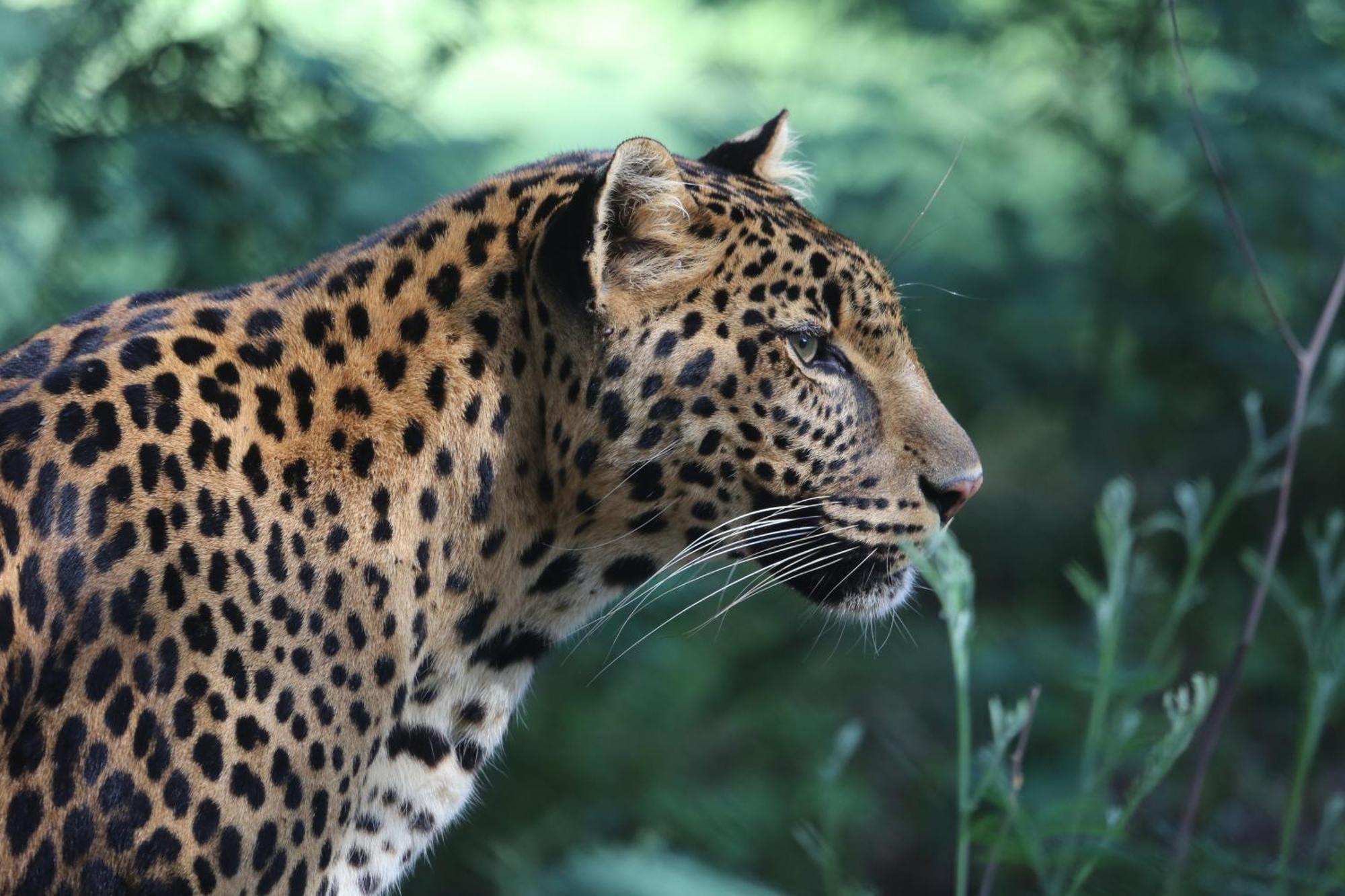 Lionsrock Big Cat Sanctuary Villa เบธเลเฮม ภายนอก รูปภาพ