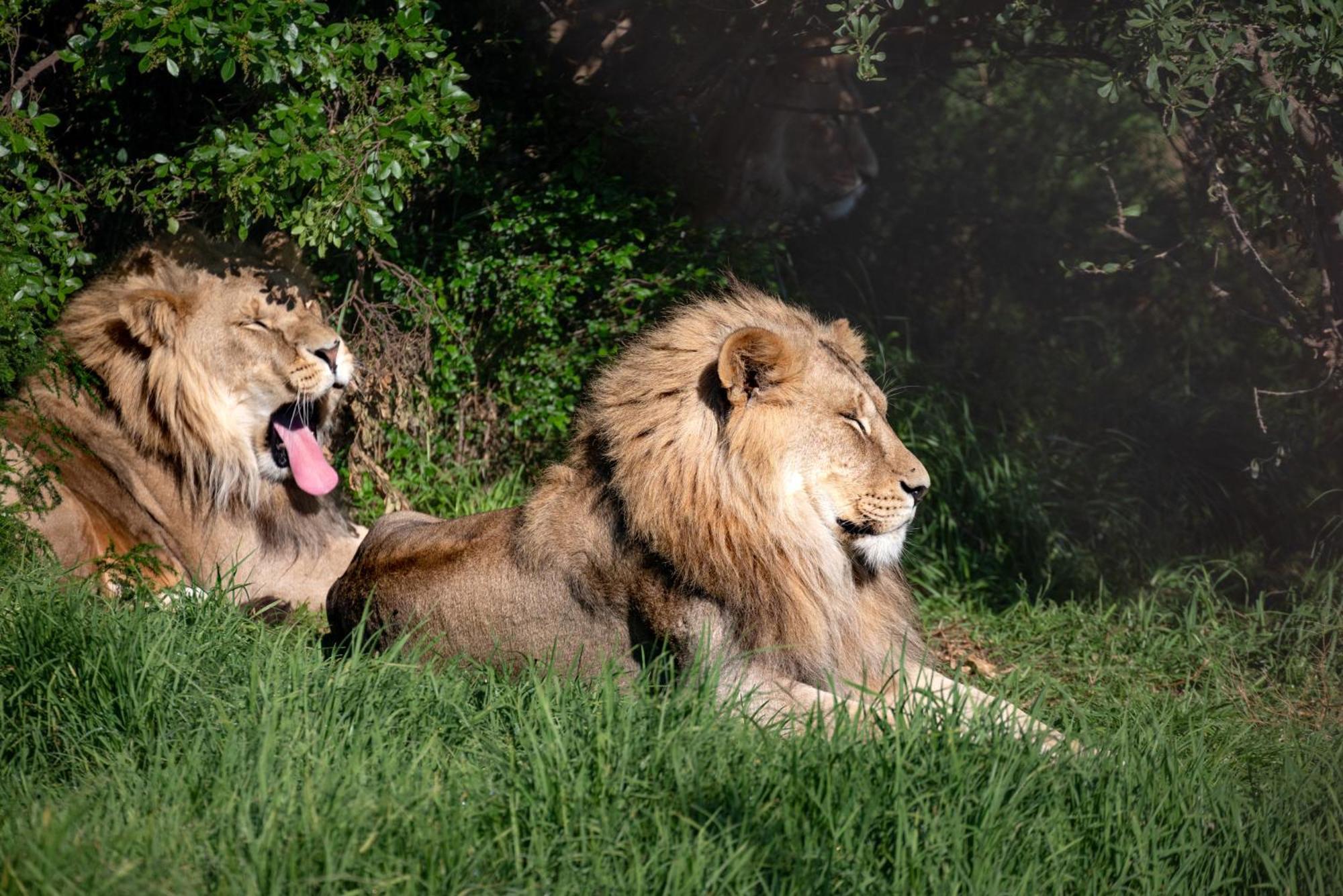 Lionsrock Big Cat Sanctuary Villa เบธเลเฮม ภายนอก รูปภาพ