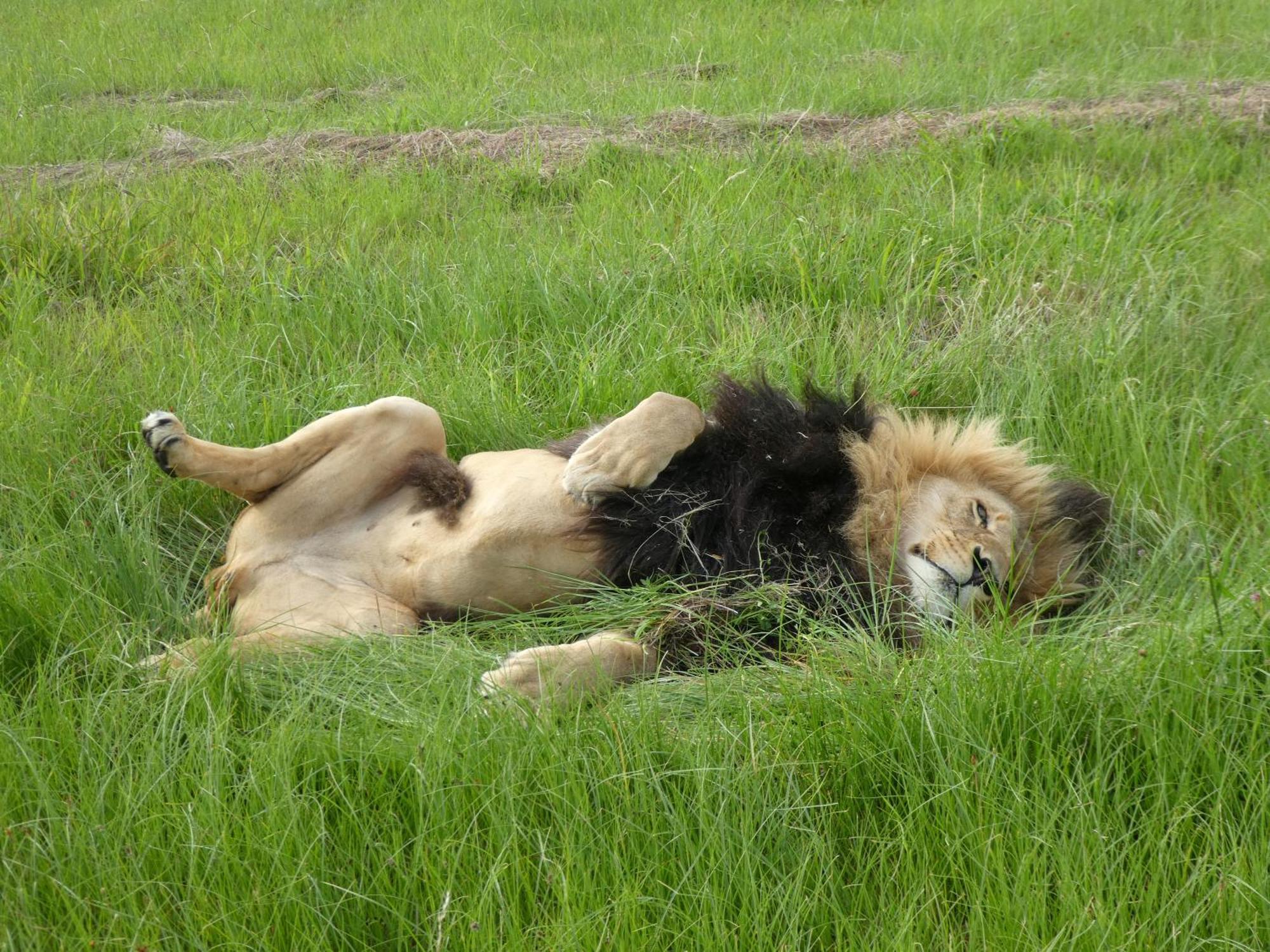 Lionsrock Big Cat Sanctuary Villa เบธเลเฮม ภายนอก รูปภาพ