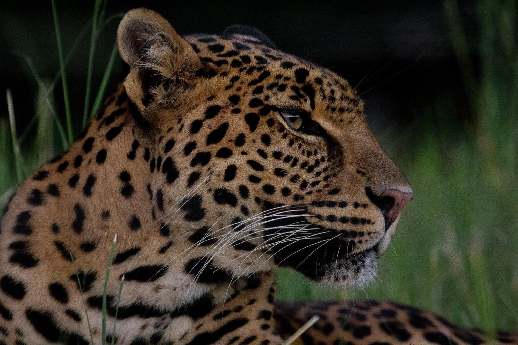 Lionsrock Big Cat Sanctuary Villa เบธเลเฮม ภายนอก รูปภาพ