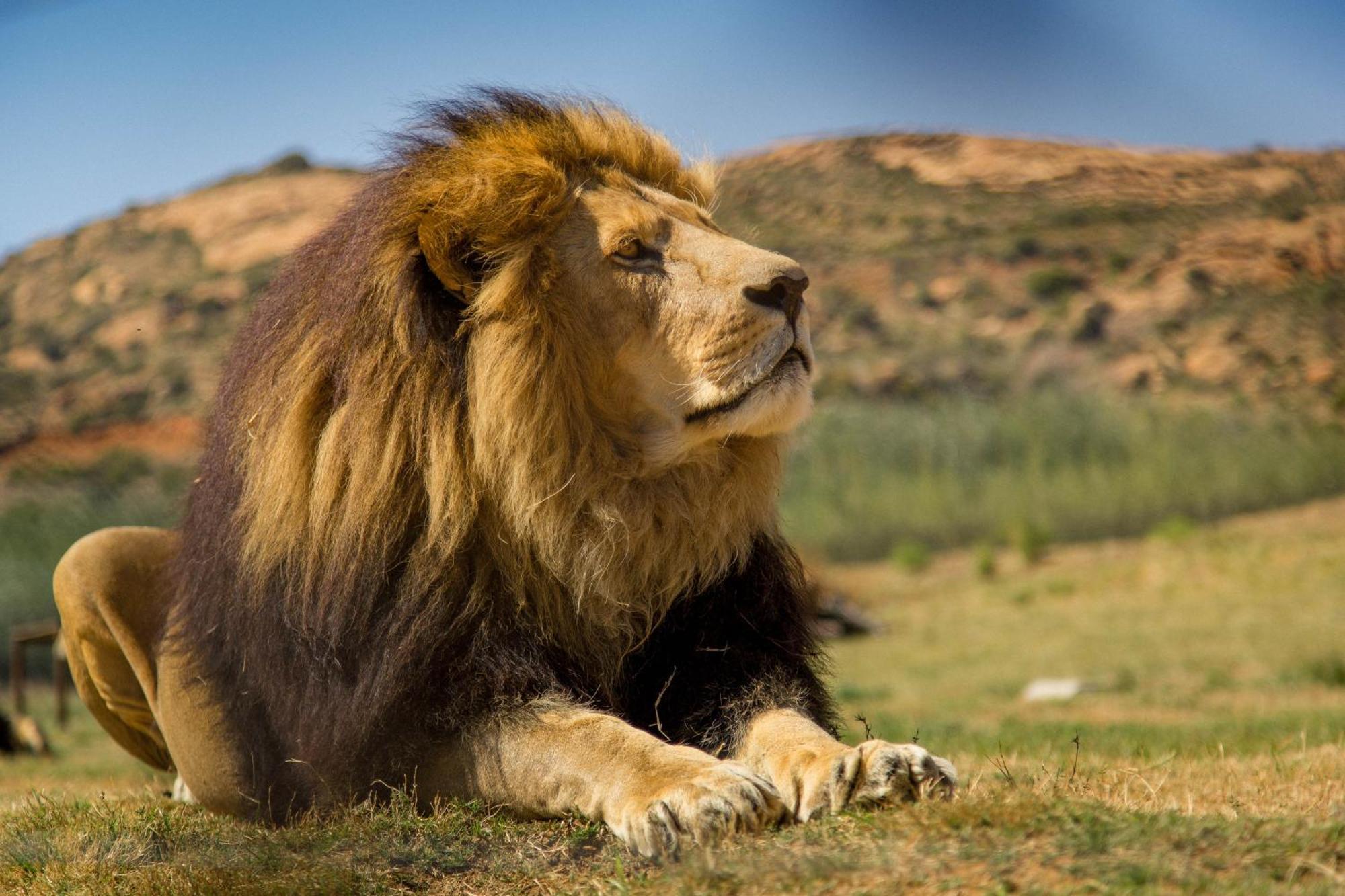 Lionsrock Big Cat Sanctuary Villa เบธเลเฮม ภายนอก รูปภาพ