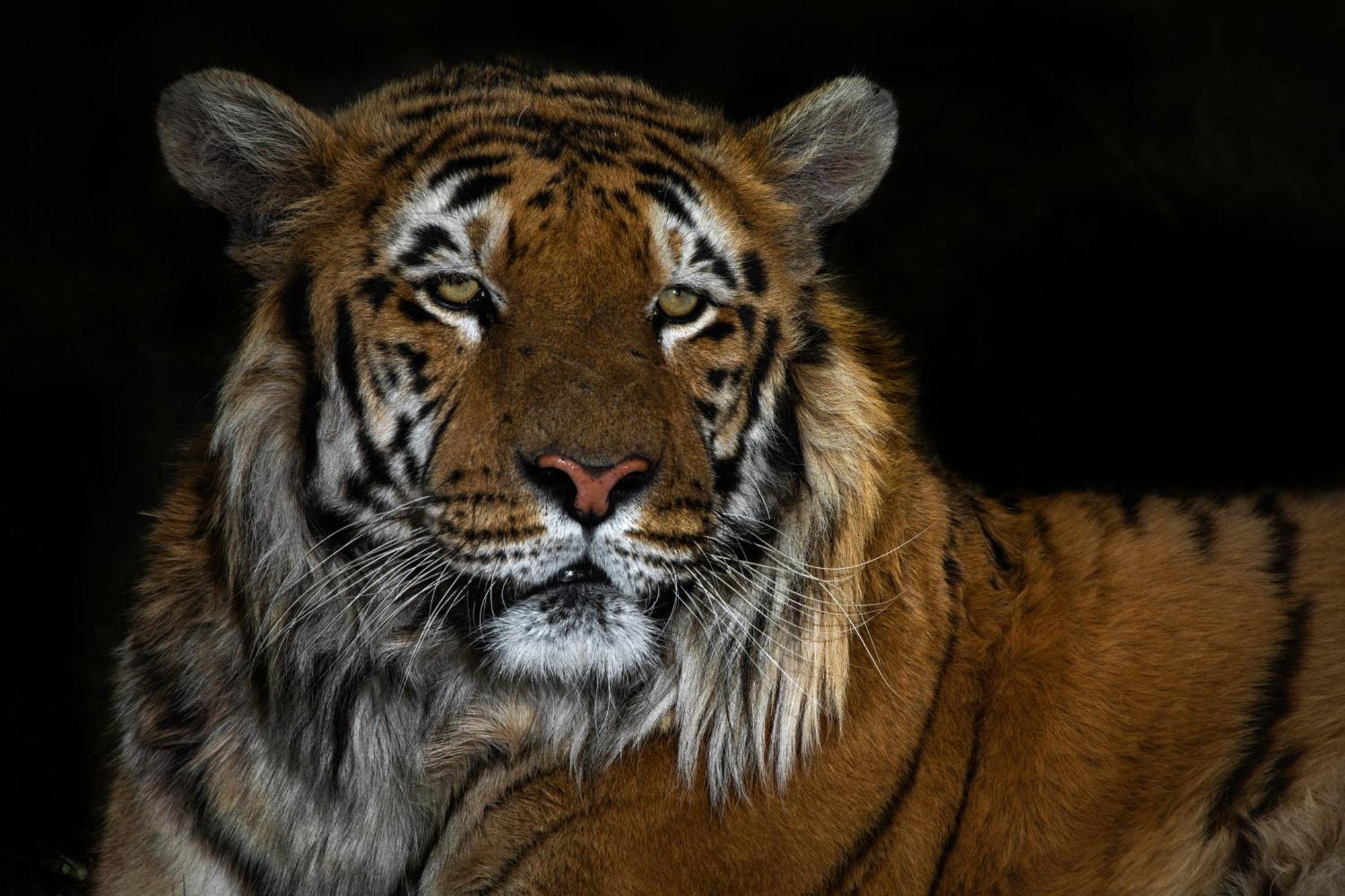 Lionsrock Big Cat Sanctuary Villa เบธเลเฮม ภายนอก รูปภาพ