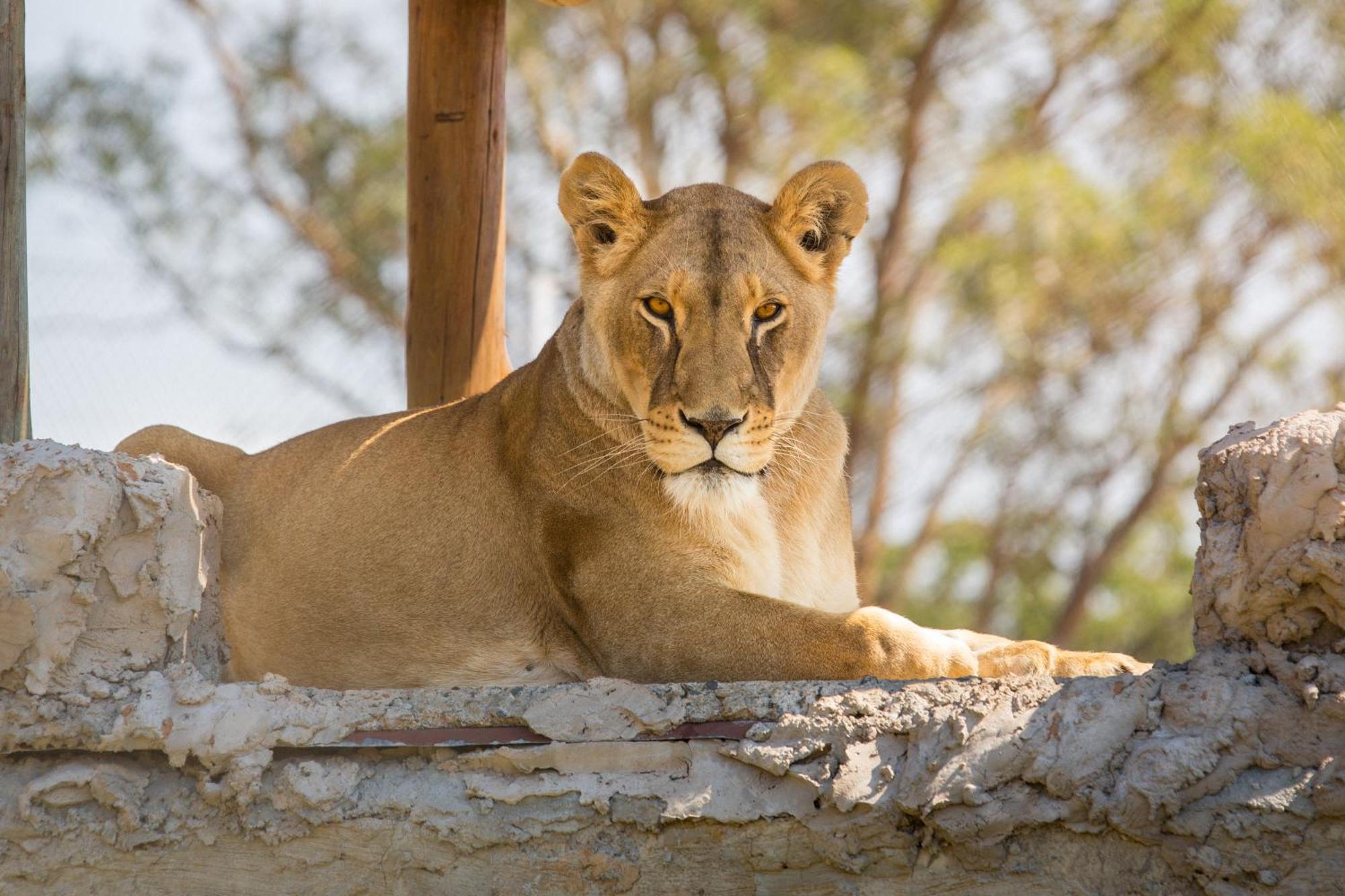 Lionsrock Big Cat Sanctuary Villa เบธเลเฮม ภายนอก รูปภาพ
