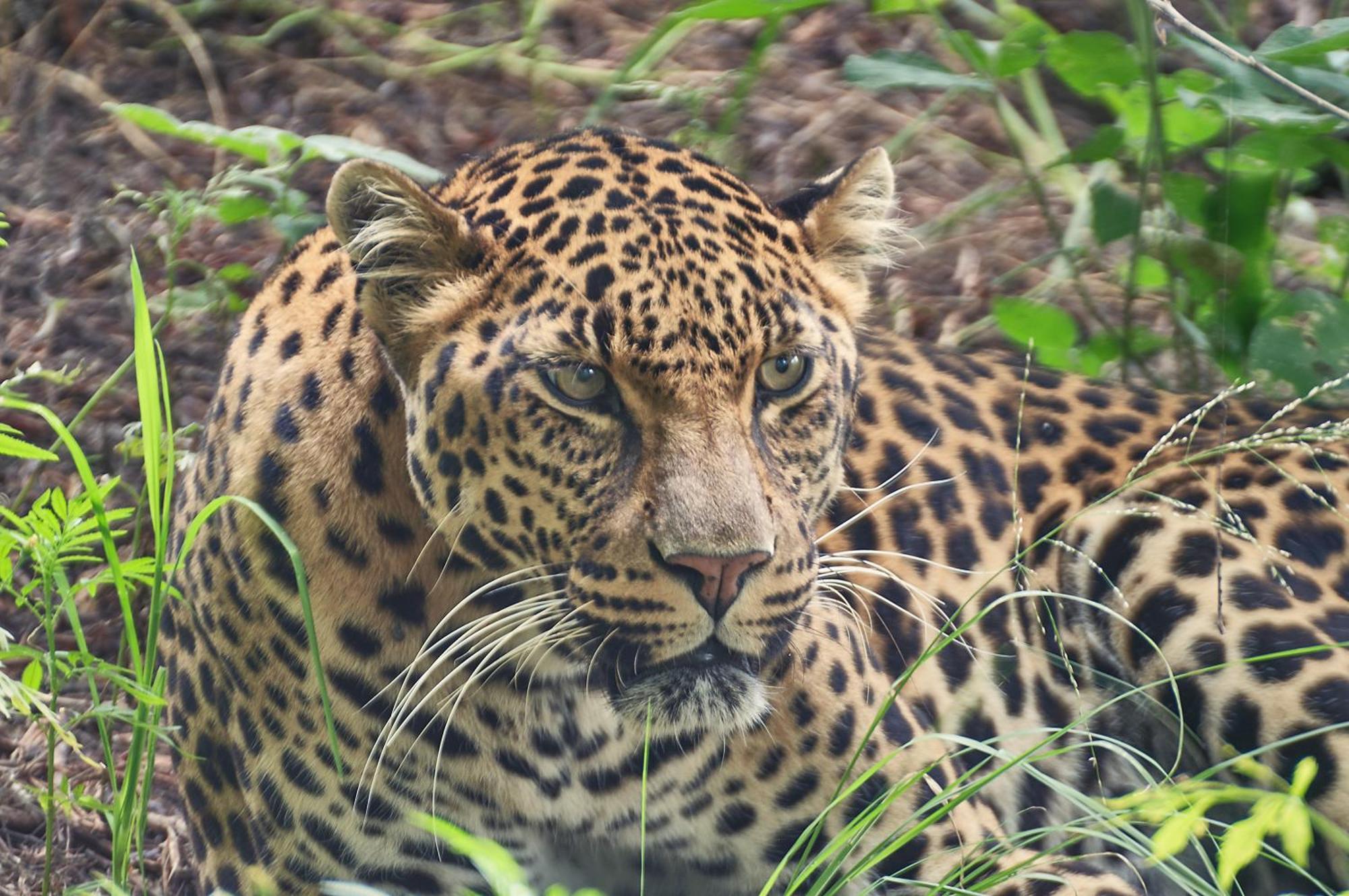 Lionsrock Big Cat Sanctuary Villa เบธเลเฮม ภายนอก รูปภาพ