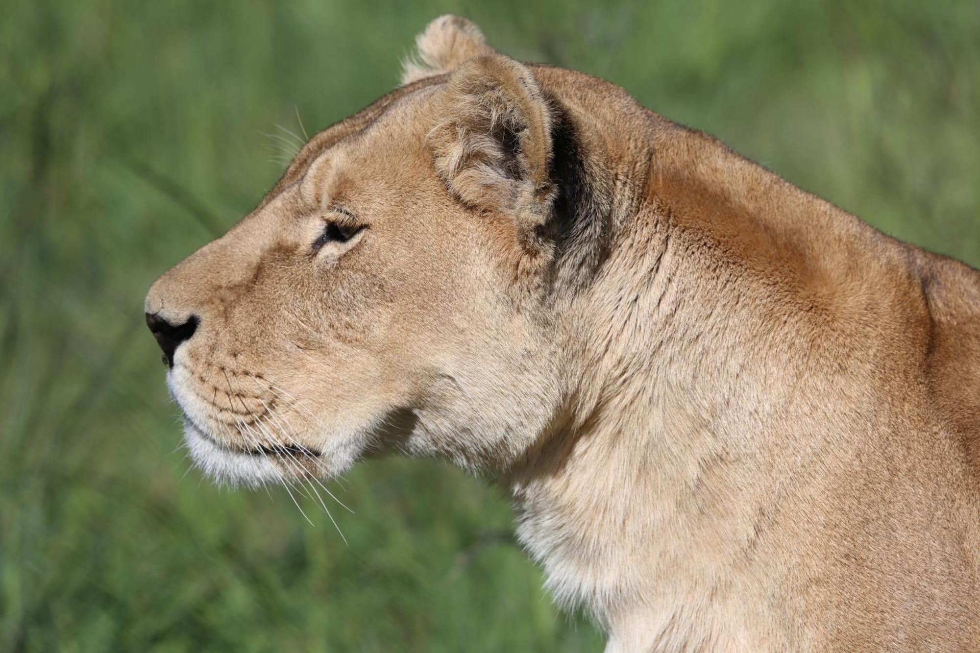 Lionsrock Big Cat Sanctuary Villa เบธเลเฮม ภายนอก รูปภาพ