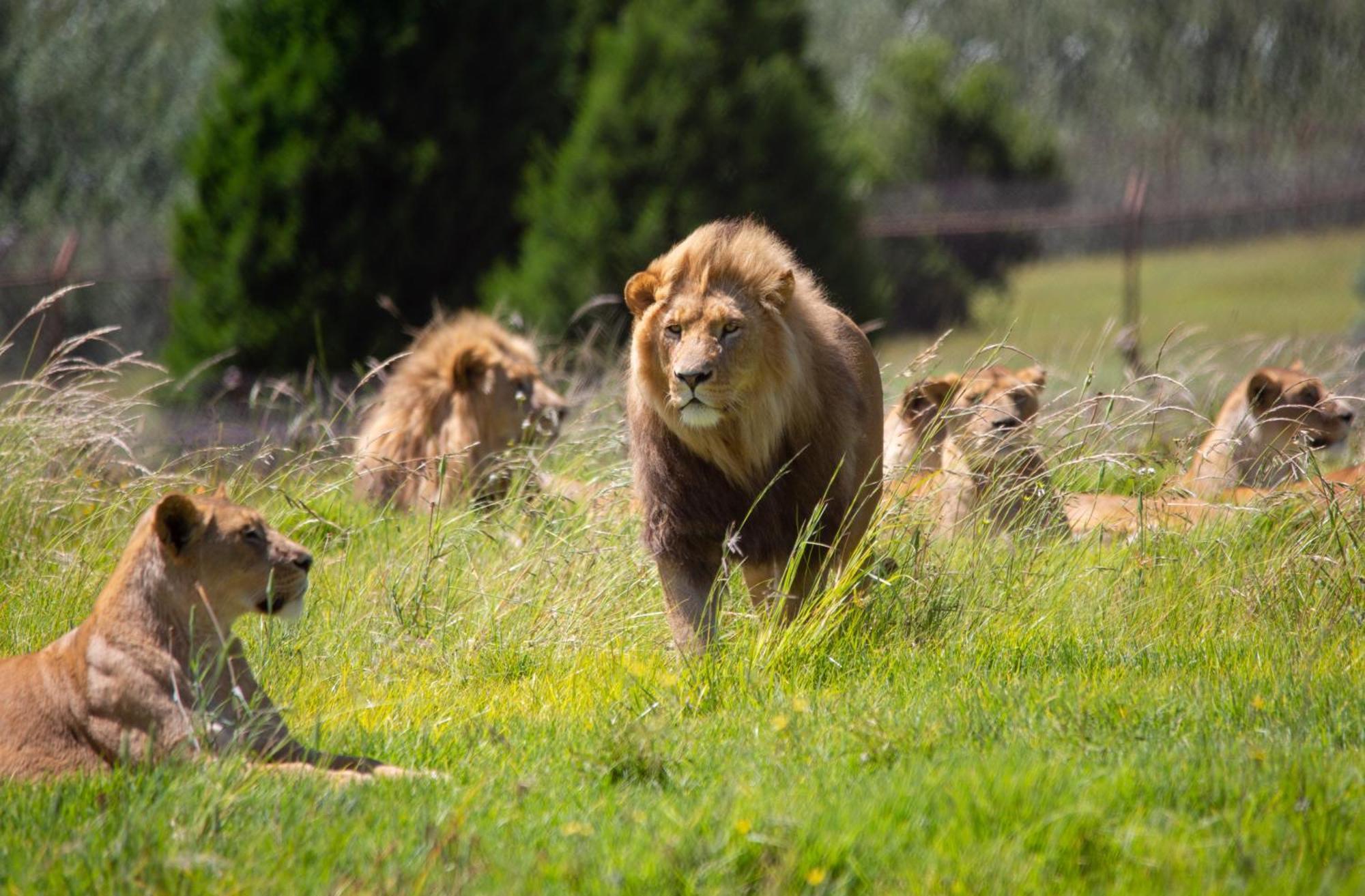 Lionsrock Big Cat Sanctuary Villa เบธเลเฮม ภายนอก รูปภาพ