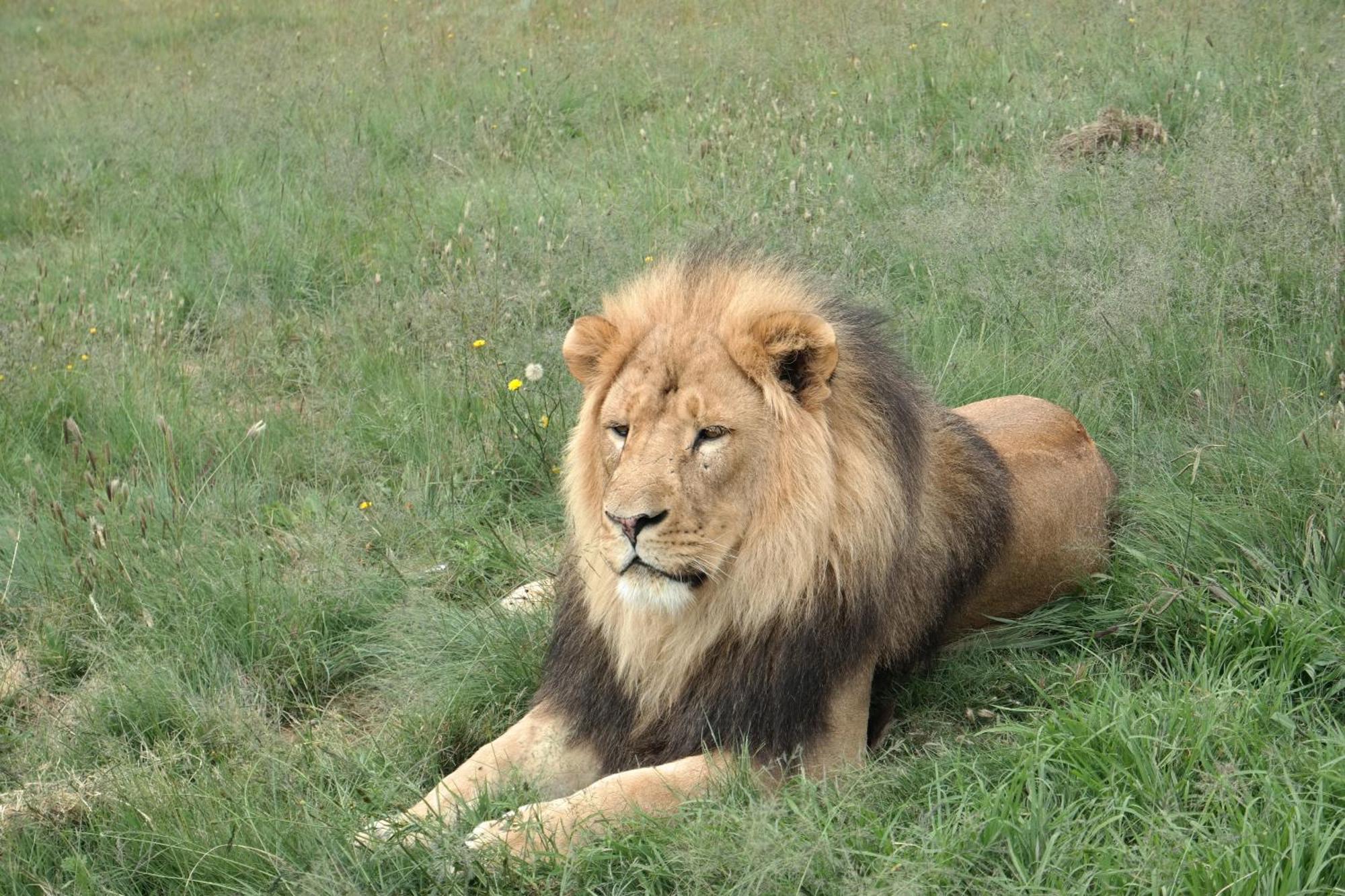 Lionsrock Big Cat Sanctuary Villa เบธเลเฮม ภายนอก รูปภาพ