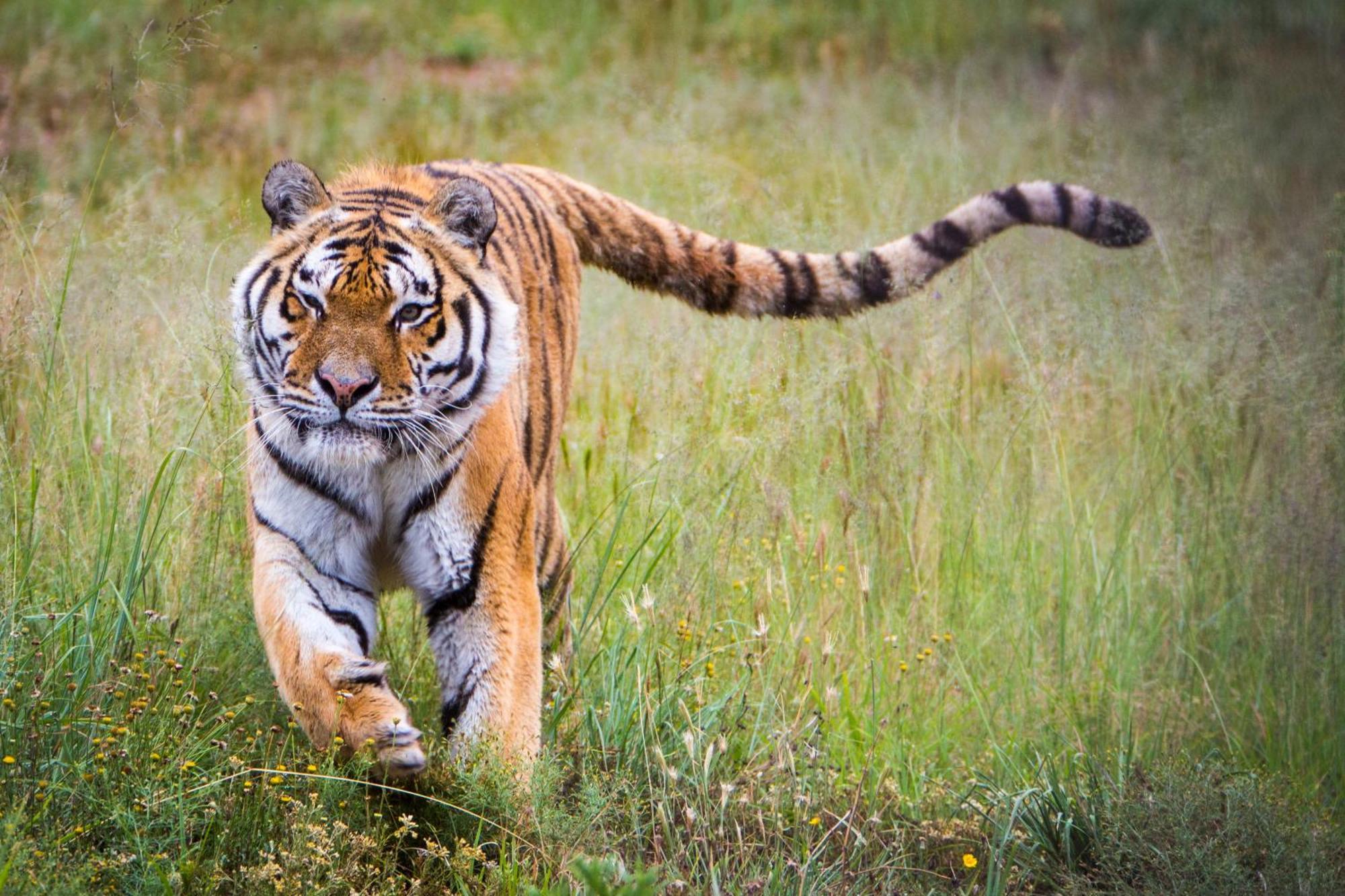 Lionsrock Big Cat Sanctuary Villa เบธเลเฮม ภายนอก รูปภาพ