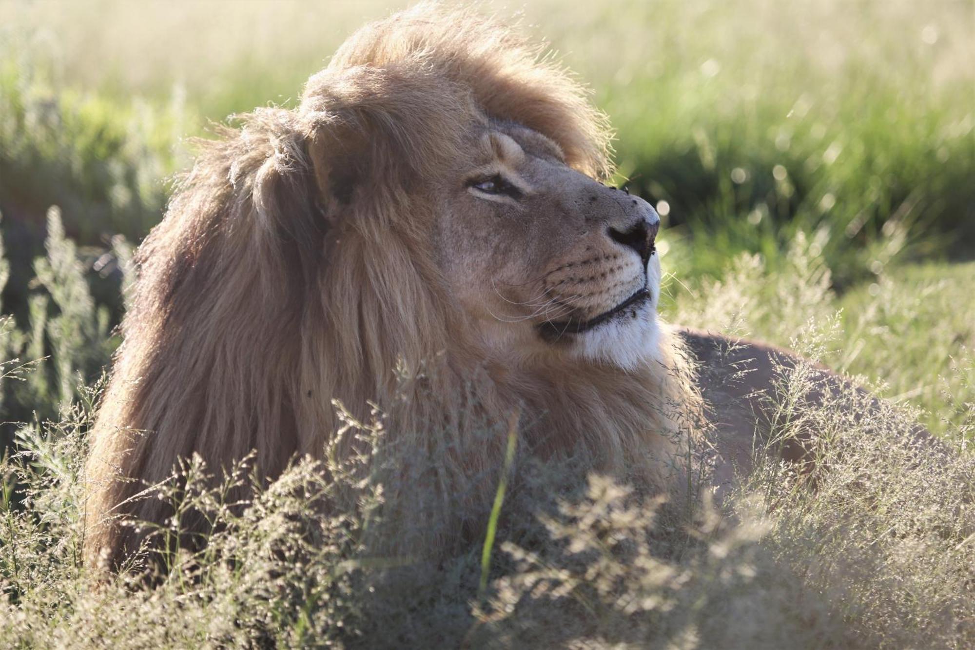 Lionsrock Big Cat Sanctuary Villa เบธเลเฮม ภายนอก รูปภาพ