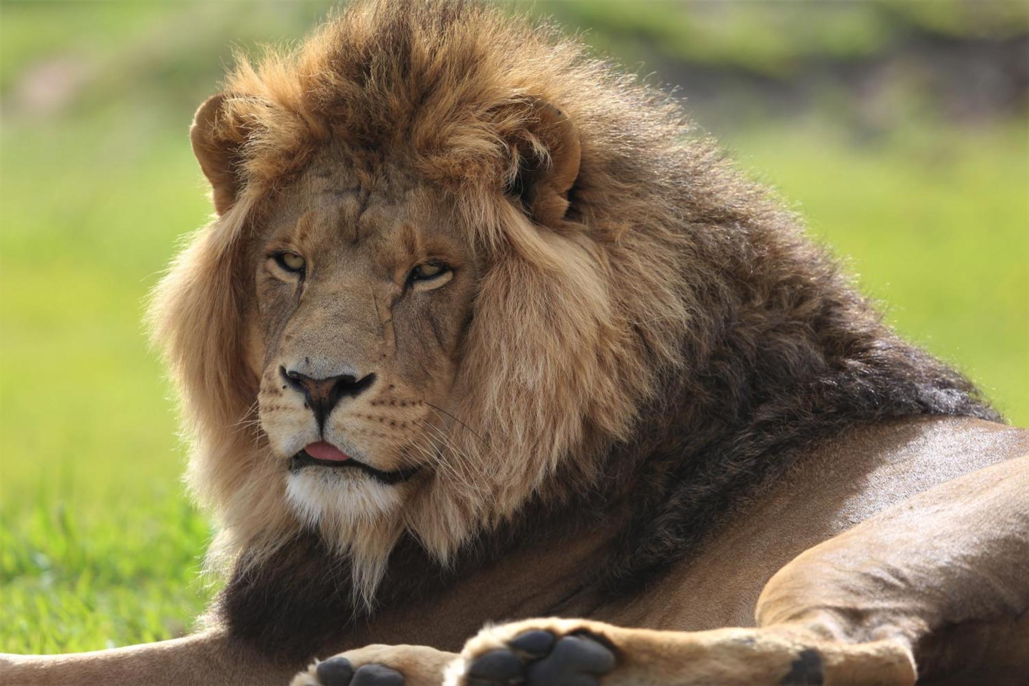 Lionsrock Big Cat Sanctuary Villa เบธเลเฮม ภายนอก รูปภาพ