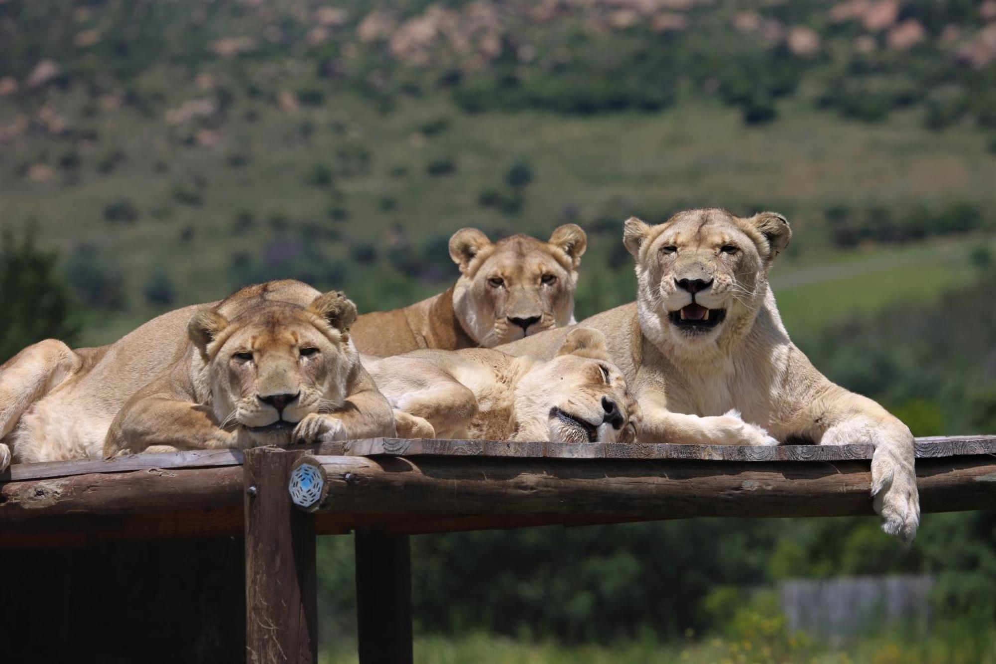 Lionsrock Big Cat Sanctuary Villa เบธเลเฮม ภายนอก รูปภาพ