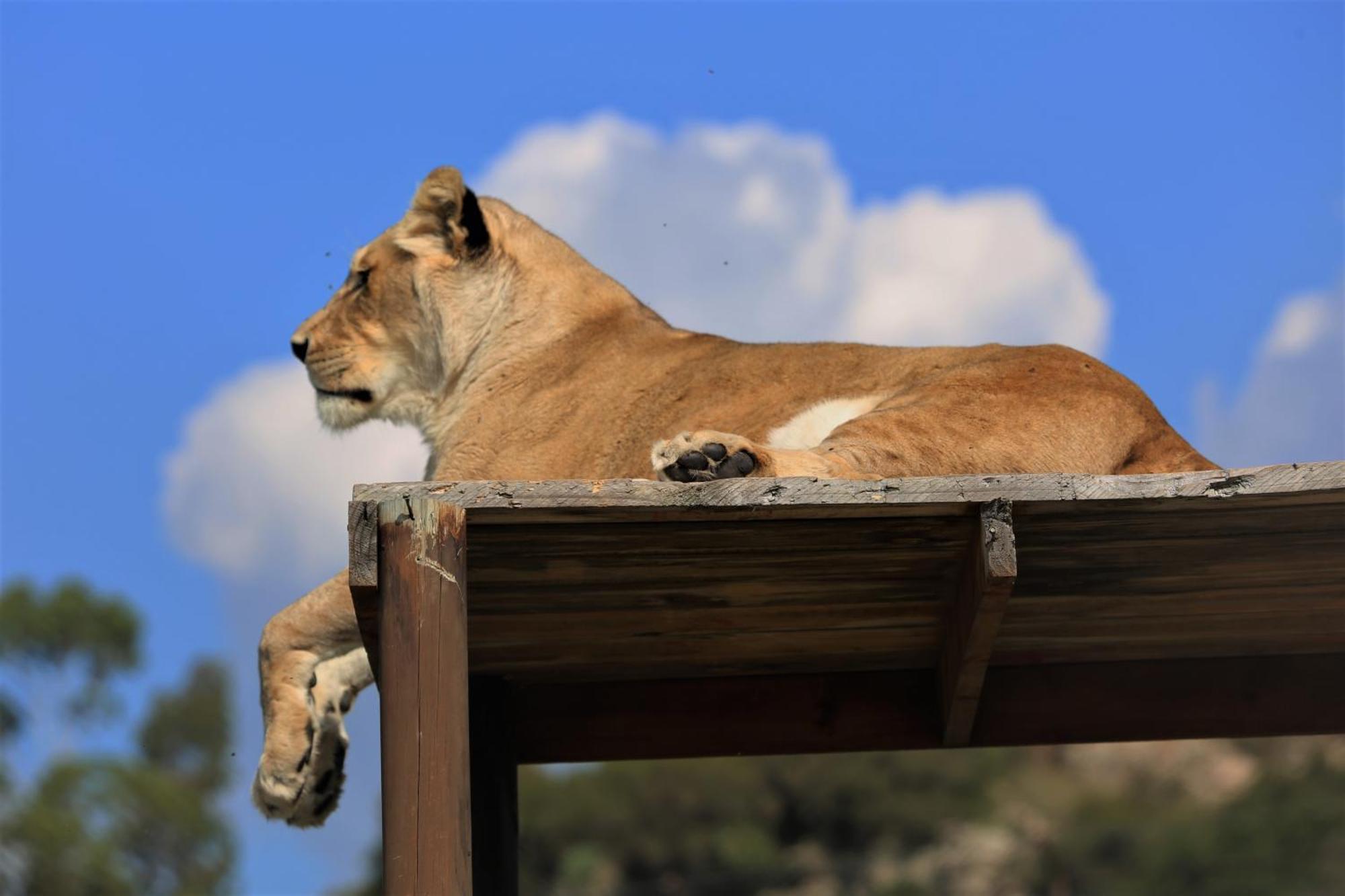 Lionsrock Big Cat Sanctuary Villa เบธเลเฮม ภายนอก รูปภาพ