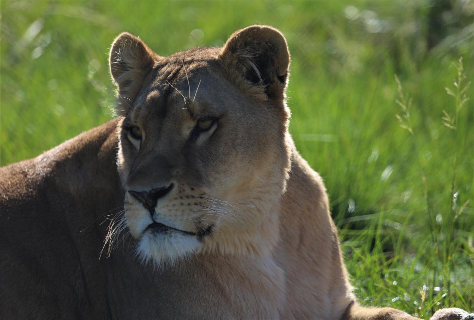 Lionsrock Big Cat Sanctuary Villa เบธเลเฮม ภายนอก รูปภาพ