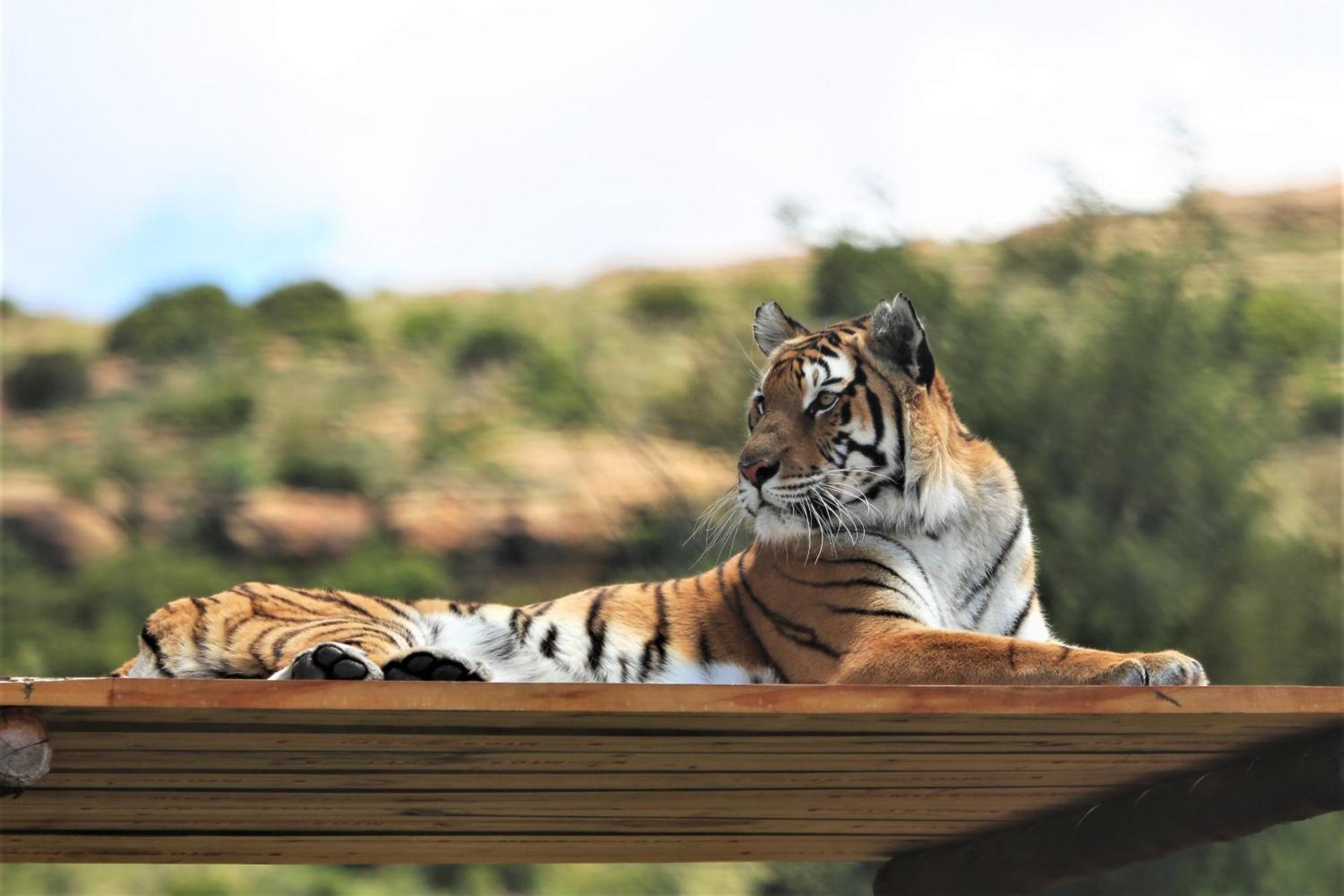 Lionsrock Big Cat Sanctuary Villa เบธเลเฮม ภายนอก รูปภาพ