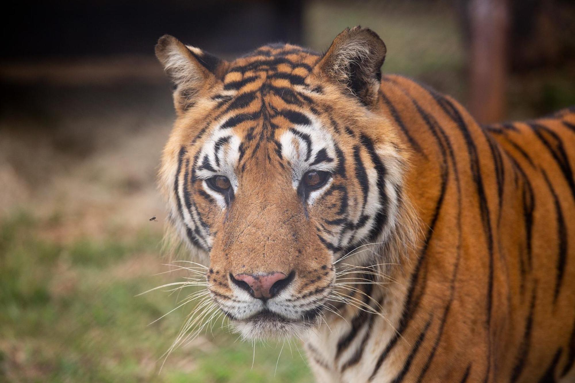 Lionsrock Big Cat Sanctuary Villa เบธเลเฮม ภายนอก รูปภาพ