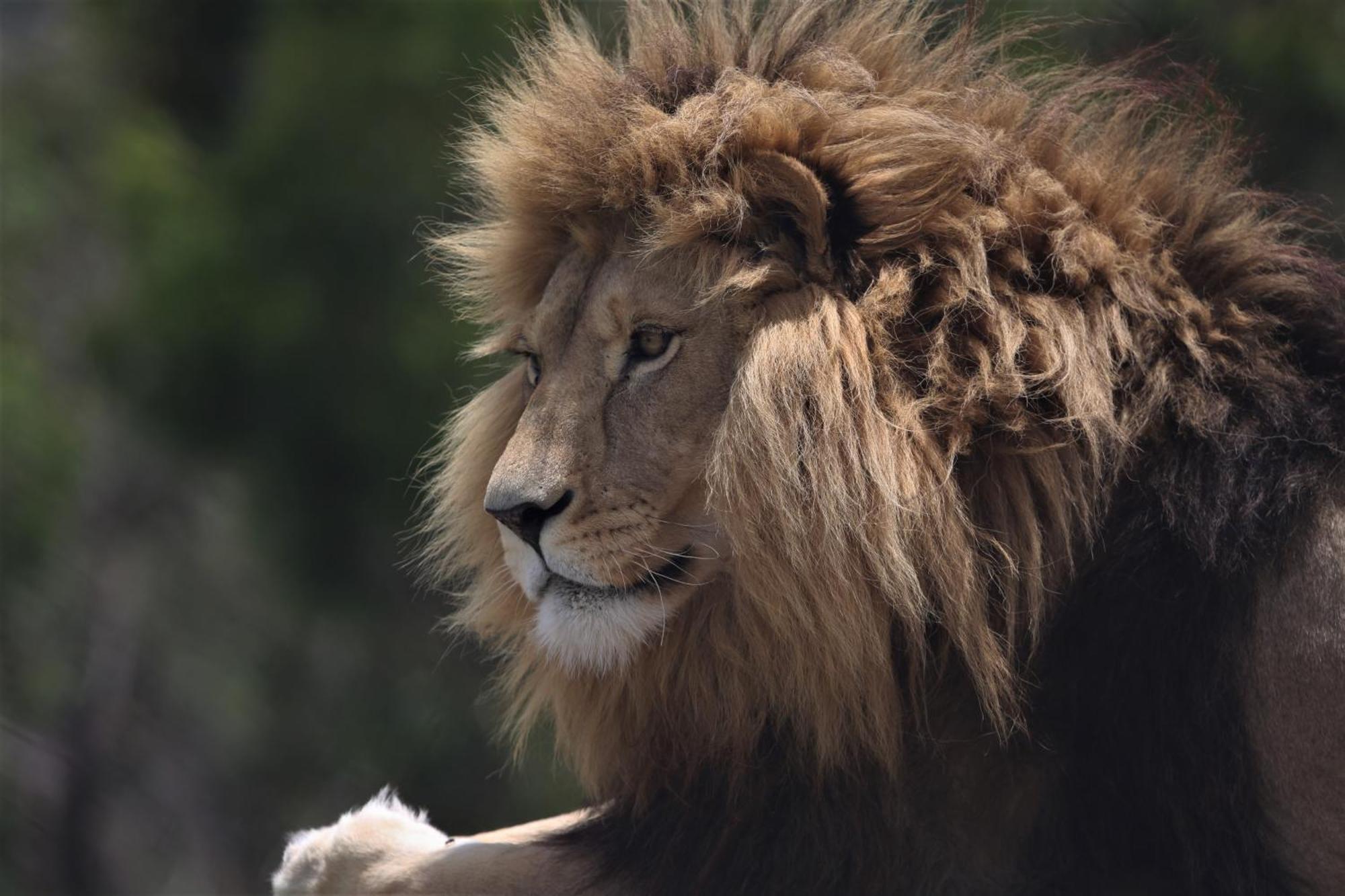 Lionsrock Big Cat Sanctuary Villa เบธเลเฮม ภายนอก รูปภาพ