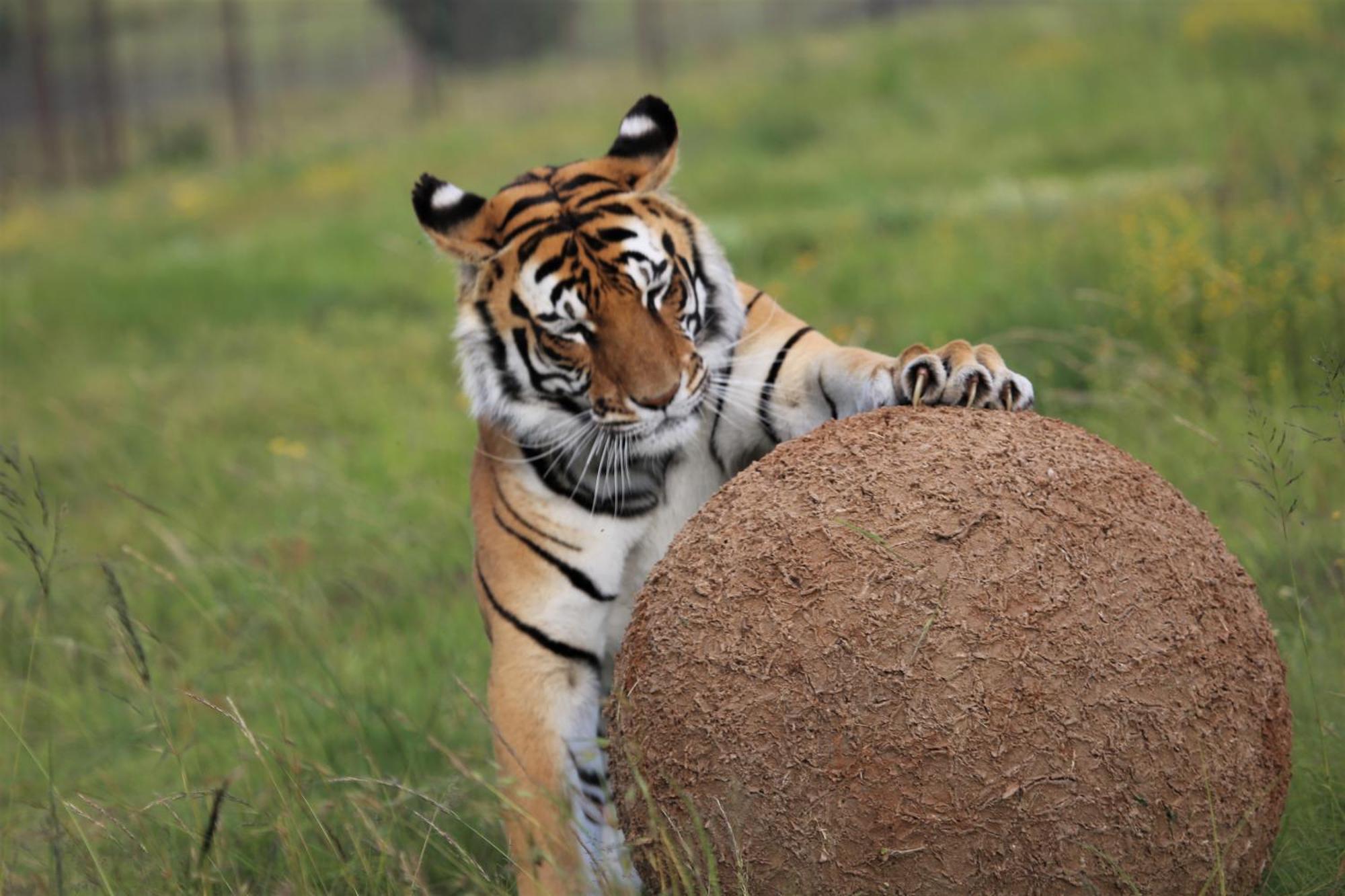 Lionsrock Big Cat Sanctuary Villa เบธเลเฮม ภายนอก รูปภาพ