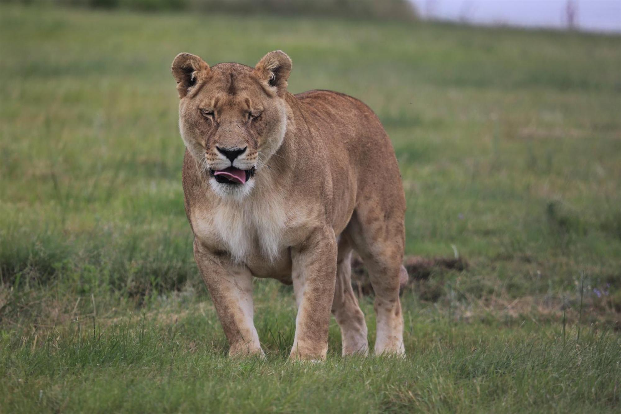 Lionsrock Big Cat Sanctuary Villa เบธเลเฮม ภายนอก รูปภาพ