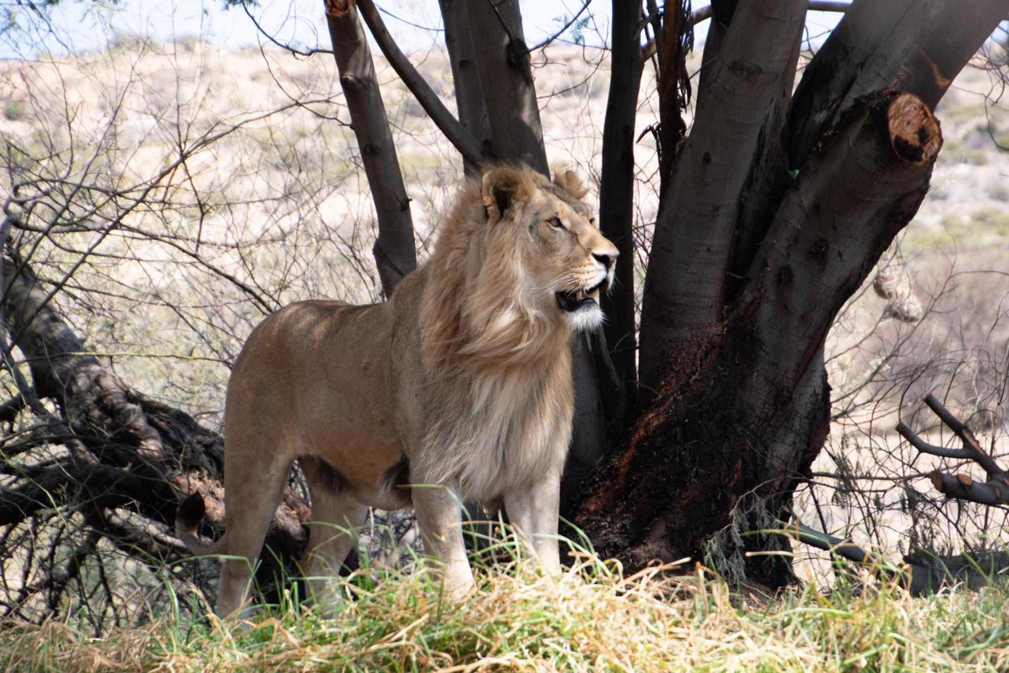 Lionsrock Big Cat Sanctuary Villa เบธเลเฮม ภายนอก รูปภาพ