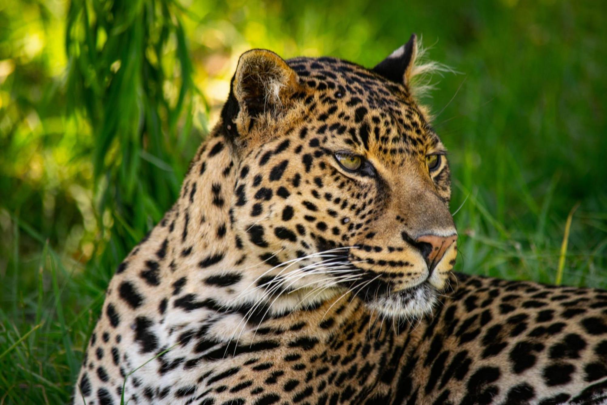 Lionsrock Big Cat Sanctuary Villa เบธเลเฮม ภายนอก รูปภาพ