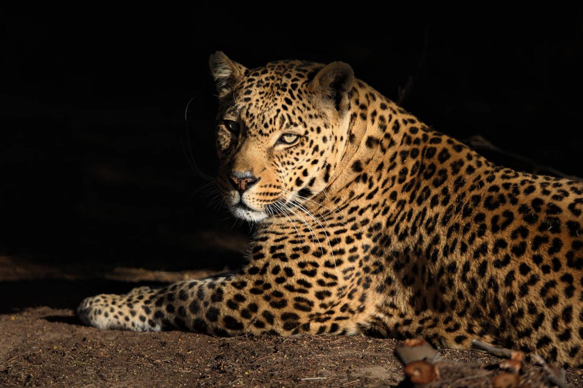 Lionsrock Big Cat Sanctuary Villa เบธเลเฮม ภายนอก รูปภาพ