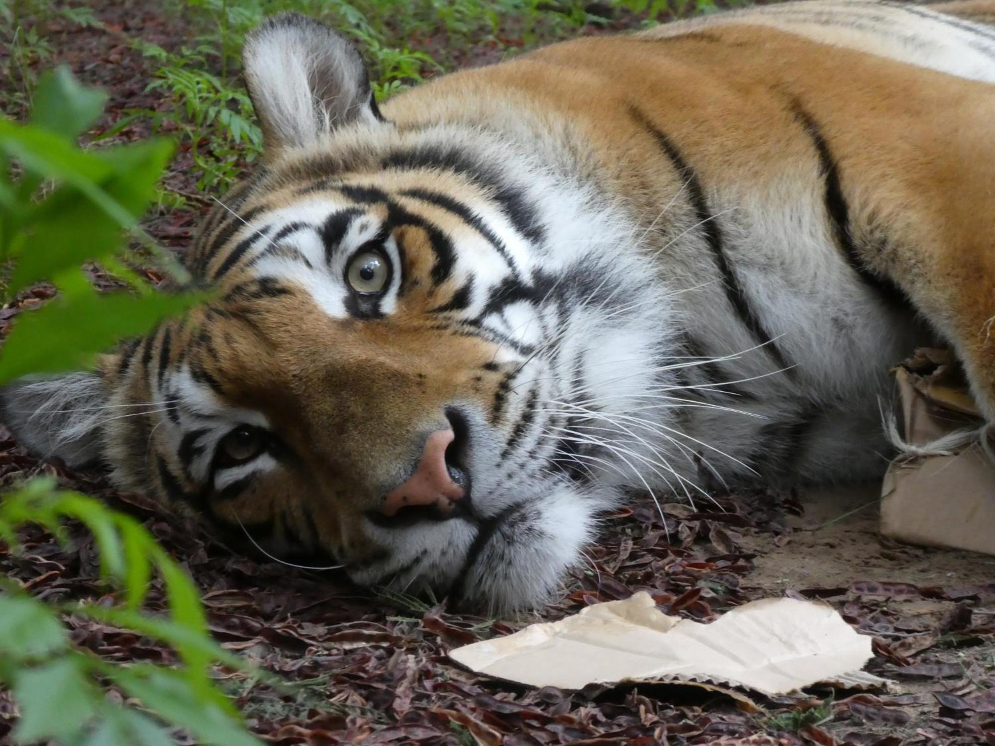 Lionsrock Big Cat Sanctuary Villa เบธเลเฮม ภายนอก รูปภาพ